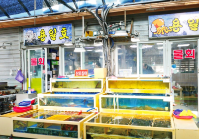 속초-횟집-용일호