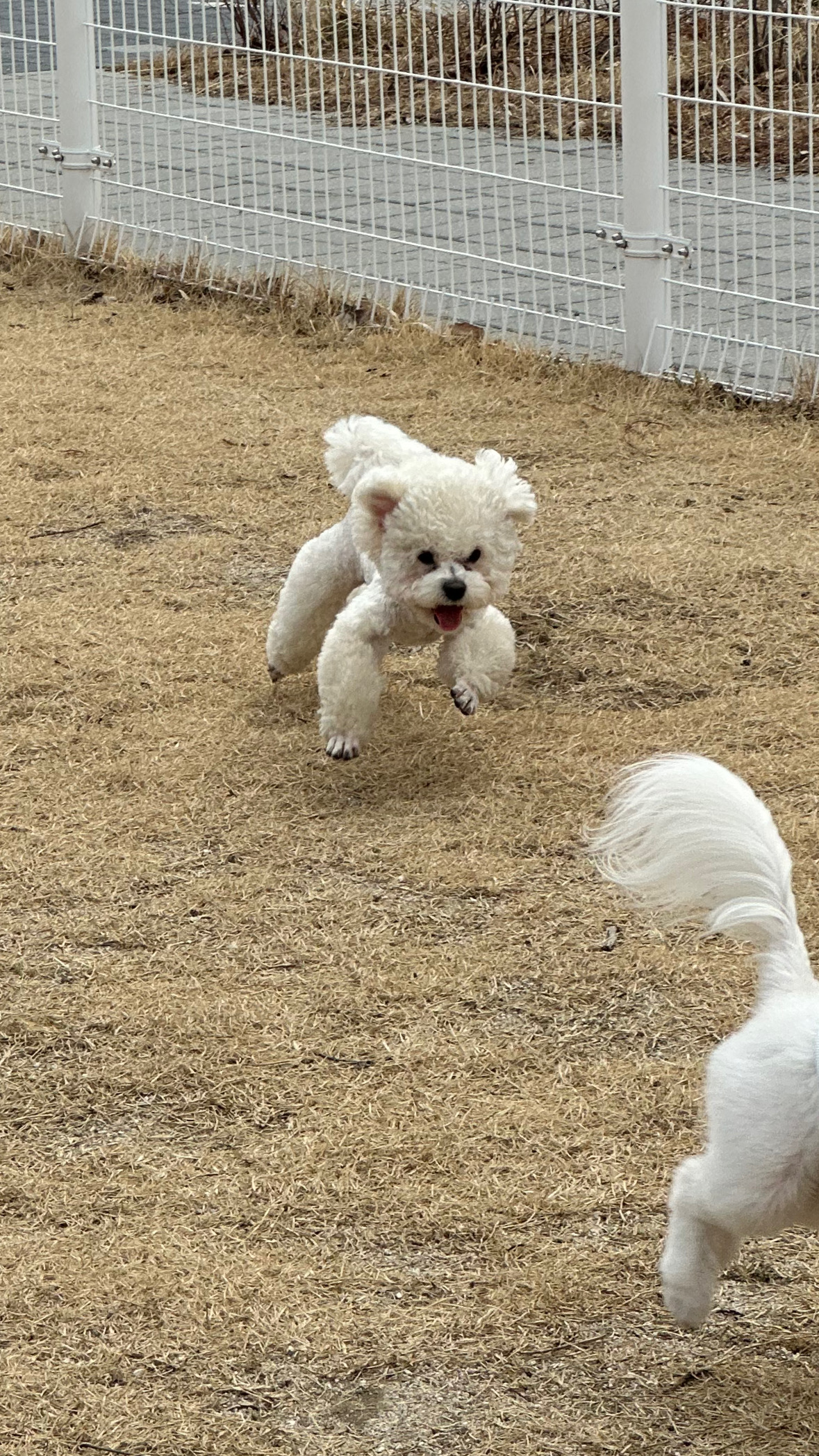 설악산 근처 큰 주차장 앞 애견운동장!!! 뛰뛰하기 👍🏻👍🏻👍🏻